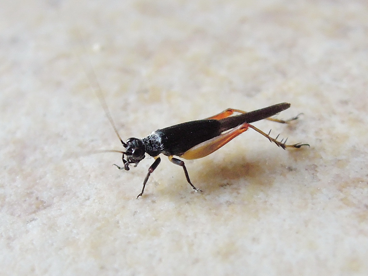 Trigonidium cicindeloides (Gryllidae) ? Sì, forma olottera